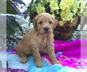 Goldendoodle (Miniature) Puppy for sale in FREDERICKSBG, OH, USA