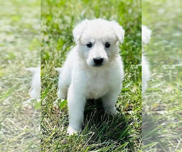 Medium Photo #6 German Shepherd Dog Puppy For Sale in CARDINGTON, OH, USA