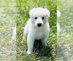 Small #5 German Shepherd Dog