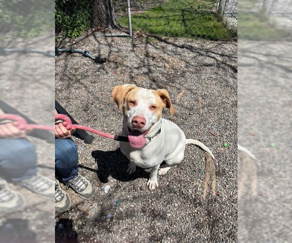 Medium Photo #14 Mutt Puppy For Sale in Elmsford, NY, USA