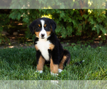 Small Photo #6 Bernese Mountain Dog Puppy For Sale in WOLCOTTVILLE, IN, USA