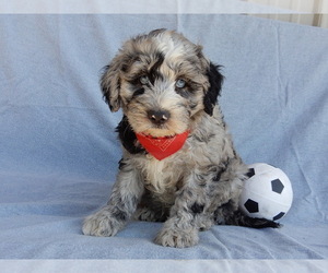 Sheepadoodle Puppy for sale in MILLERSBURG, OH, USA