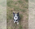 Skylar - Female Australian Shepherd Dog for Adoption - Small photo