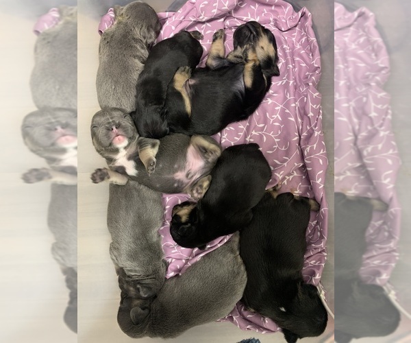 Medium Photo #4 French Bulldog Puppy For Sale in LAKE CITY, FL, USA