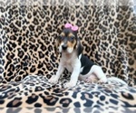 Small #7 Beagle