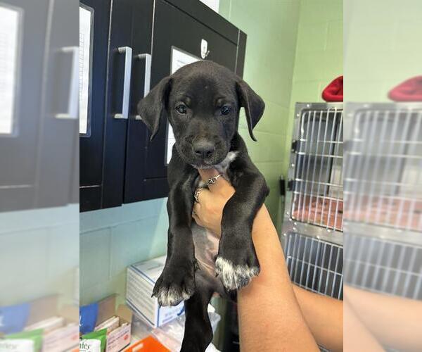 Medium Photo #1 Dalmatian-Unknown Mix Puppy For Sale in Grand Prairie, TX, USA