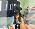 BRANDON - Male Dalmatian-Unknown Mix Dog for Adoption - Small photo