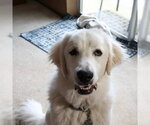 Small #9 Great Pyrenees
