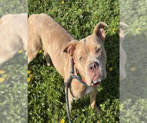 Medium American Staffordshire Terrier