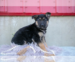 Small #1 German Shepherd Dog