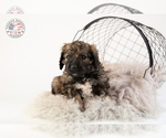 Small Photo #13 Saint Berdoodle Puppy For Sale in LEAVENWORTH, IN, USA
