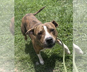 Mutt Dogs for adoption in Virginia Beach, VA, USA