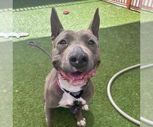 Mutt Dogs for adoption in Las Vegas, NV, USA