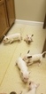 Small Photo #67 Bull Terrier Puppy For Sale in JACKSON, MI, USA
