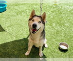 Small #1 Siberian Husky
