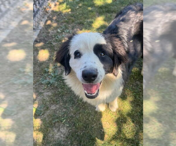 Medium Photo #1 Border Collie Puppy For Sale in Riverside, CA, USA