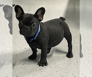 French Bulldog Puppy for sale in CORAL SPRINGS, FL, USA