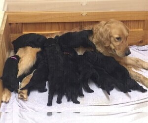 Mother of the Goldendoodle puppies born on 02/25/2022