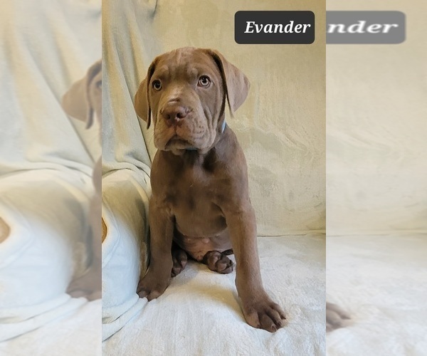 Full screen Photo #3 Cane Corso Puppy For Sale in MINERAL WELLS, WV, USA