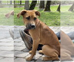 Small #5 Mutt