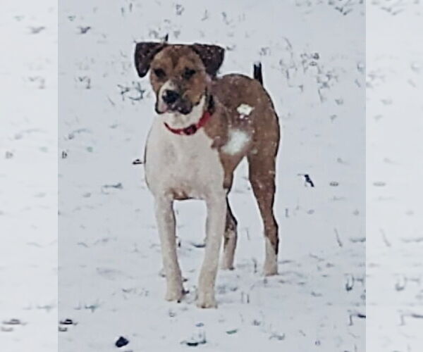Medium Photo #4 American Pit Bull Terrier-Unknown Mix Puppy For Sale in Germantown, OH, USA