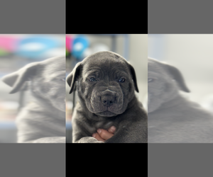 Cane Corso Puppy for sale in FAIRFIELD, TN, USA