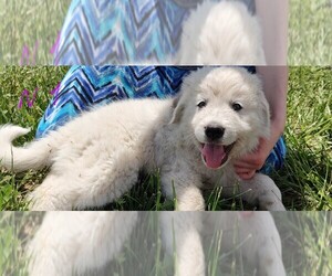 Great Pyrenees-Maremma Sheepdog Mix Puppy for sale in MOUNT JACKSON, VA, USA