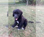 Small Photo #23 Goldendoodle Puppy For Sale in DANIELSVILLE, GA, USA