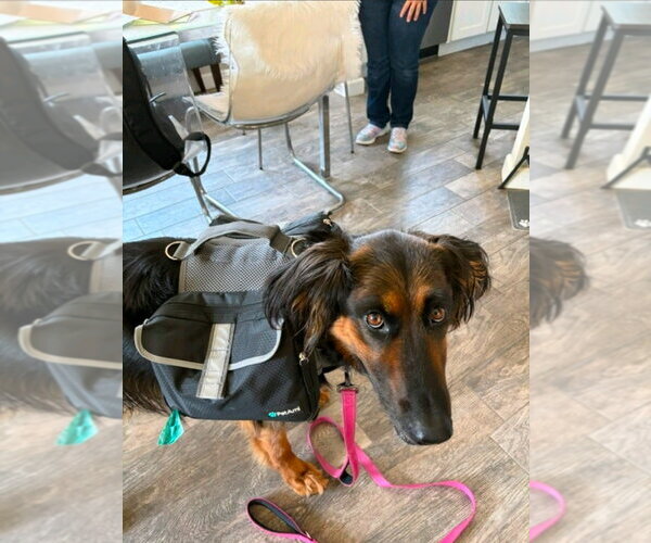 Medium Photo #32 German Shepherd Dog-Unknown Mix Puppy For Sale in Lake Forest, CA, USA