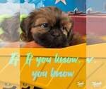 Small #9 Shih Tzu