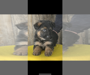 German Shepherd Dog Puppy for sale in NILES, MI, USA
