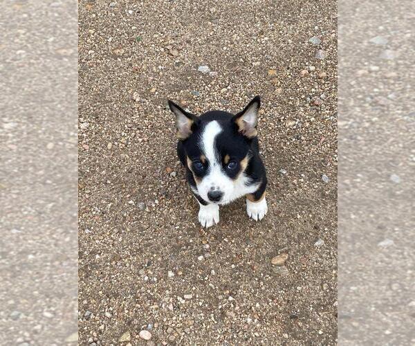 Medium Photo #3 Cowboy Corgi Puppy For Sale in BRIGGSDALE, CO, USA