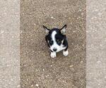 Small Photo #3 Cowboy Corgi Puppy For Sale in BRIGGSDALE, CO, USA