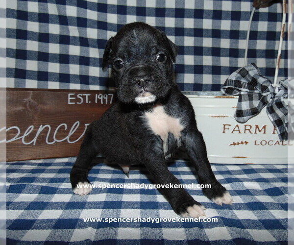 Medium Photo #6 Boxer Puppy For Sale in CABOOL, MO, USA