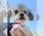 Small #2 Maltese Mix