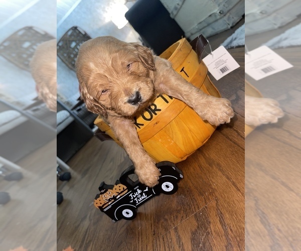 Medium Photo #10 Goldendoodle Puppy For Sale in RESACA, GA, USA