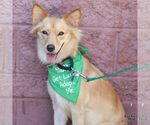 Small #3 Pomeranian Mix