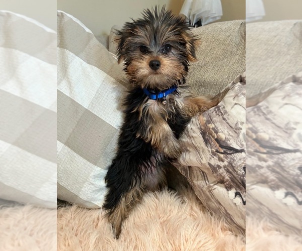 Medium Photo #7 Yorkshire Terrier Puppy For Sale in PALMDALE, CA, USA