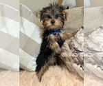 Small #6 Yorkshire Terrier
