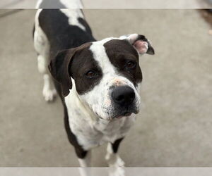 Mutt Dogs for adoption in Tulsa, OK, USA