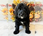 Puppy Vesper Orange Goldendoodle