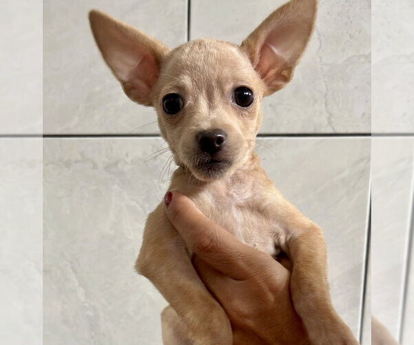 Medium Photo #1 ShiChi Puppy For Sale in San Diego, CA, USA