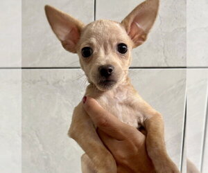 ShiChi Dogs for adoption in San Diego, CA, USA
