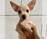 Leila - Female ShiChi Dog for Adoption - Small photo