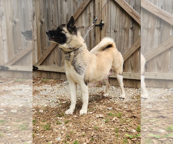 Medium Photo #20 Akita Puppy For Sale in MEM, TN, USA