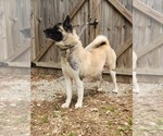 Small Photo #20 Akita Puppy For Sale in MEM, TN, USA