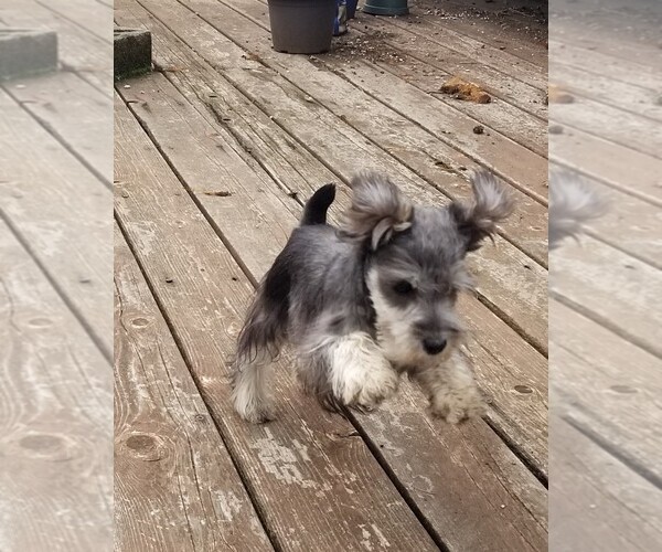Medium Photo #8 Schnauzer (Miniature) Puppy For Sale in CANBY, OR, USA