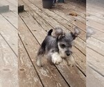 Small Photo #8 Schnauzer (Miniature) Puppy For Sale in CANBY, OR, USA