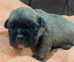 Image preview for Ad Listing. Nickname: Duke