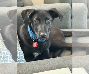 Labrador Retriever-Unknown Mix Dogs for adoption in Wakefield, RI, USA